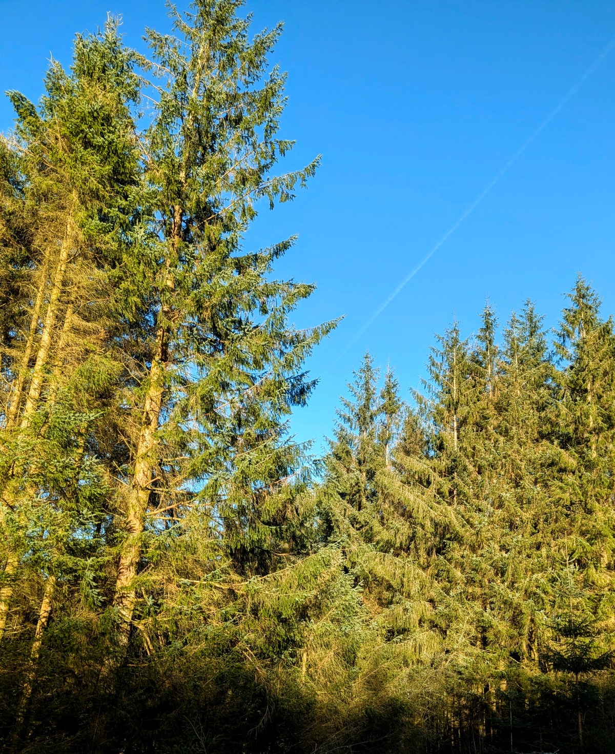 The Joy Of&nbsp;Mornings